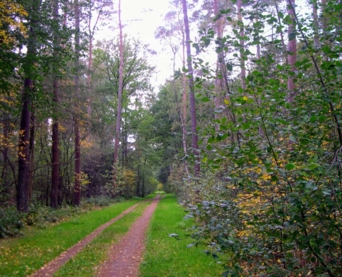Wandeling Hooge Vuursche van 15 en 17 oktober