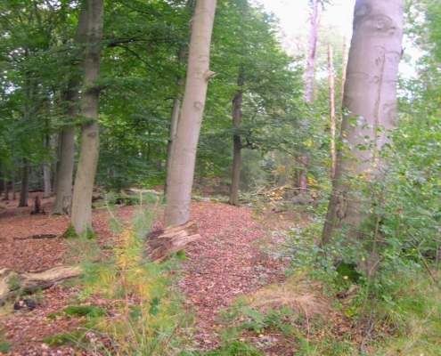 Wandeling Hooge Vuursche van 15 en 17 oktober