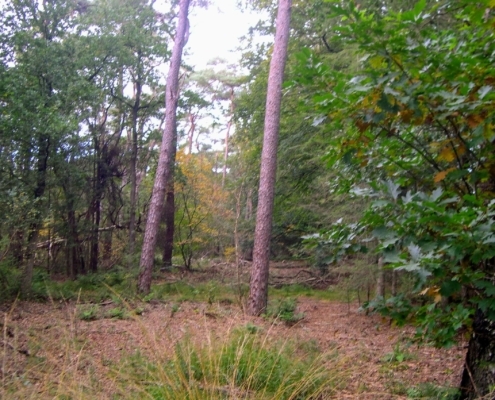 Wandeling Hooge Vuursche van 15 en 17 oktober