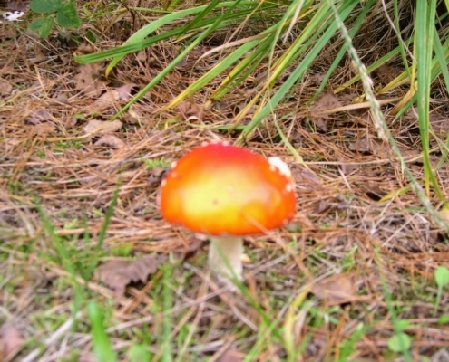Wandeling Hooge Vuursche van 15 en 17 oktober