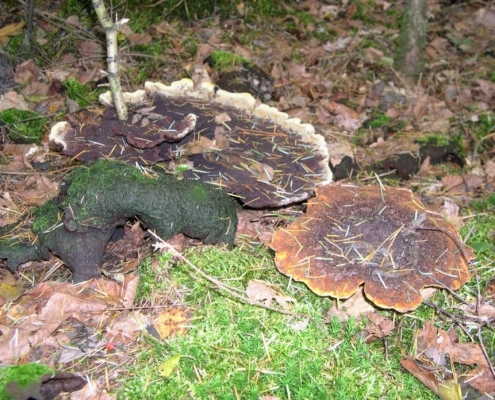 Wandeling Hooge Vuursche van 15 en 17 oktober