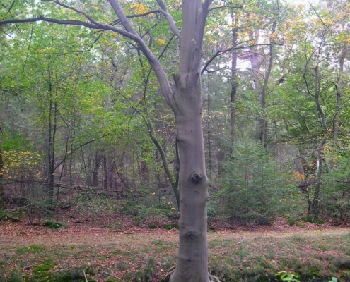 Wandeling Hooge Vuursche van 15 en 17 oktober