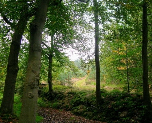 Wandeling Hooge Vuursche van 15 en 17 oktober