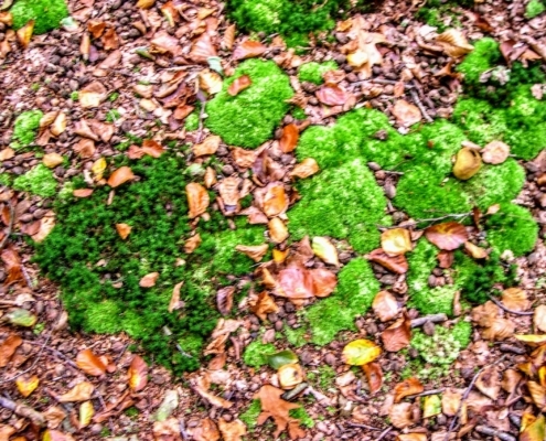 Wandeling Hooge Vuursche van 15 en 17 oktober