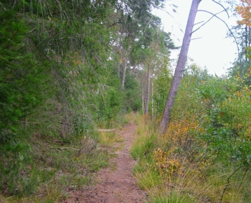 Wandeling Hooge Vuursche van 15 en 17 oktober
