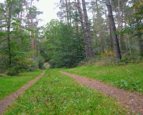 Wandeling Hooge Vuursche van 15 en 17 oktober
