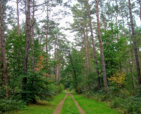 Wandeling Hooge Vuursche van 15 en 17 oktober