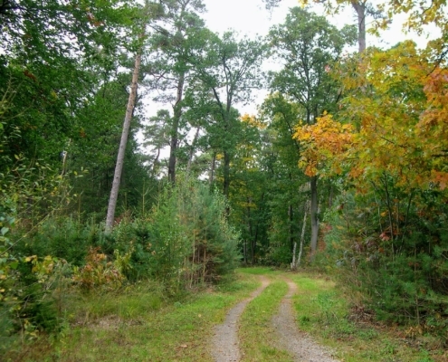 Wandeling Hooge Vuursche van 15 en 17 oktober