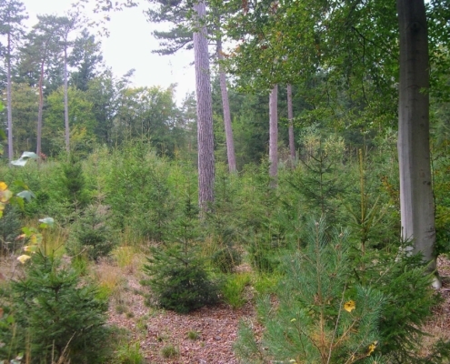 Wandeling Hooge Vuursche van 15 en 17 oktober