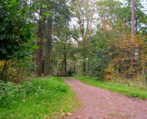 Wandeling Hooge Vuursche van 15 en 17 oktober