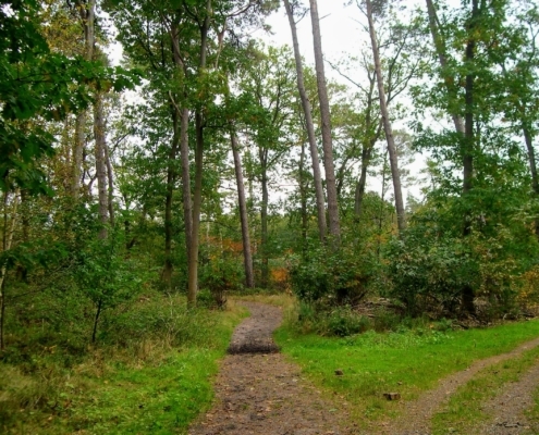 Wandeling Hooge Vuursche van 15 en 17 oktober