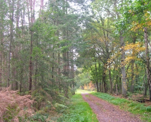 Wandeling Hooge Vuursche van 15 en 17 oktober