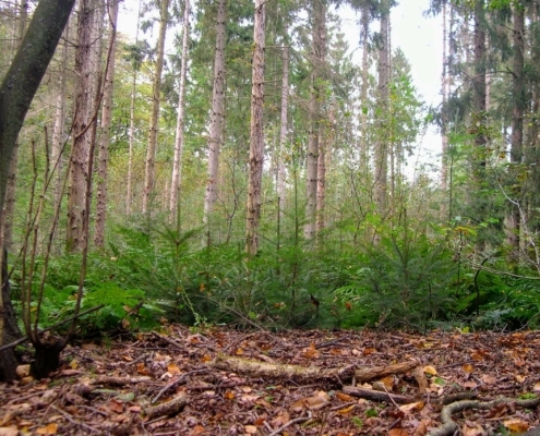 Wandeling Hooge Vuursche van 15 en 17 oktober