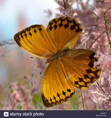 Orange butterfly(Stichophthalma howqua) bright pink flowers background square Stock Photo - Alamy
