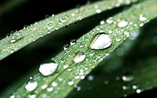 Today’s nature closeup