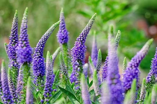 Speedwell (Veronica) Flower Meaning, Types, and Uses - Petal Republic