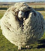 Image result for shrek sheep before and after