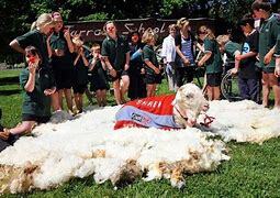 Image result for shrek sheep before and after