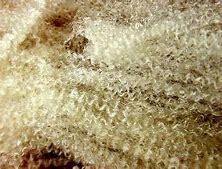 Image result for wool fiber pictures