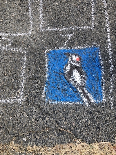 chalk drawing of a hairy woodpecker