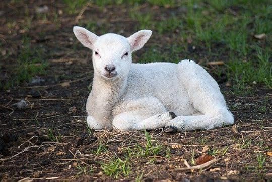 How do you spell “on the lam” - cute lamb