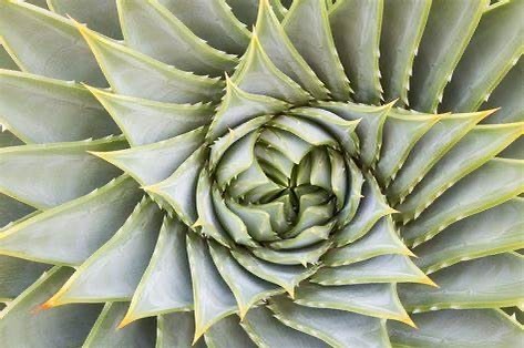 Today’s nature close up
