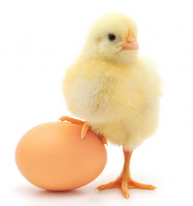Which came first?