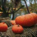 orange round fruit on brown nest