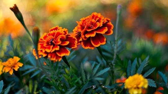 flower_pair 1920x1080