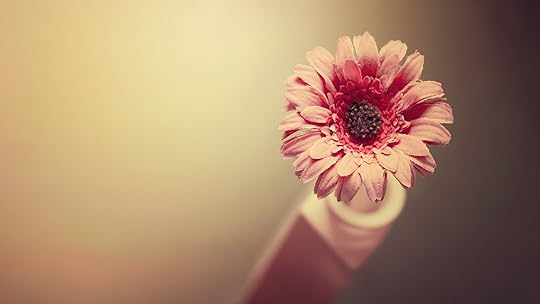 beautiful_fabric_flower 2560x1440