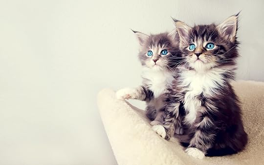 cute_kittens 1680x1050