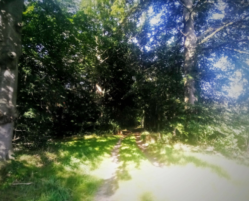 Wandeling op Landgoed Monnikenberg