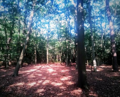 Wandeling op Landgoed Monnikenberg