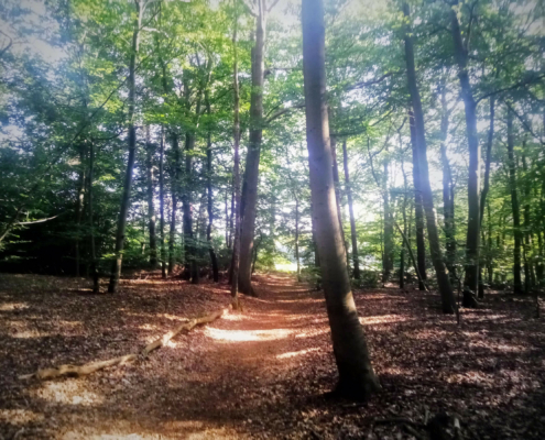 Wandeling op Landgoed Monnikenberg