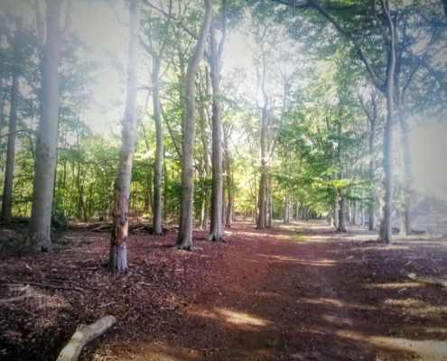 Wandeling op Landgoed Monnikenberg