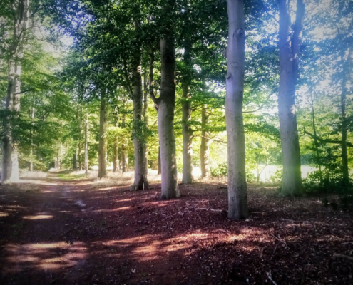Wandeling op Landgoed Monnikenberg