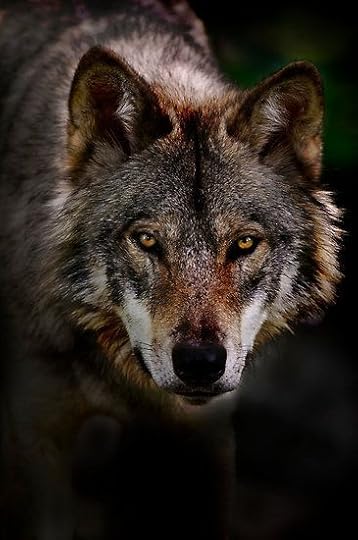 Timber Wolf by Michael Cummings | Timber wolf, Wolf face, Wolf photos