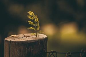 Photo by Lucas Pezeta from Pexels