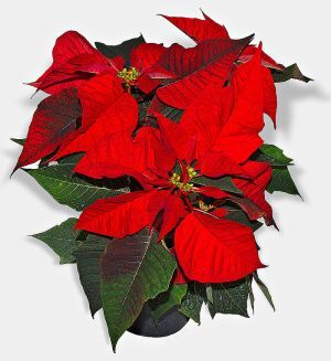 image of a poinsettia