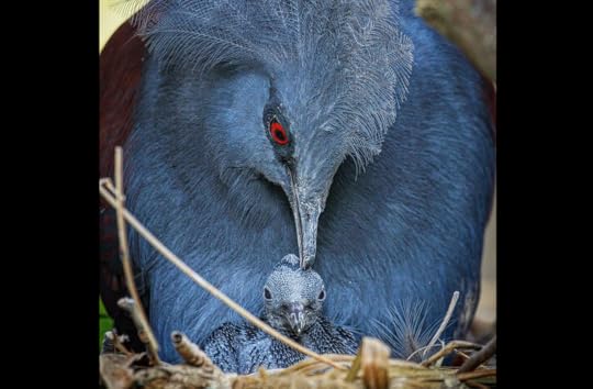 Blue-crowned pigeon chick at the Santa Barbara Zoo, United States