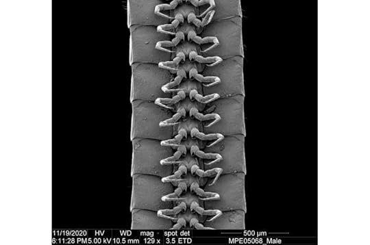 First millipede with more than 1,000 legs discovered
