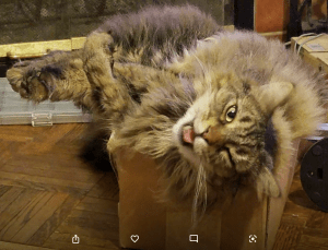 photo of cat head turned, winking