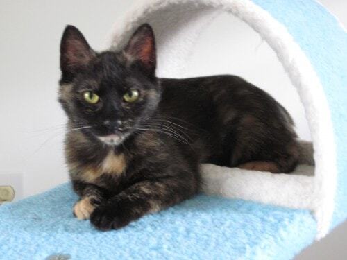Ruby the conscious kitten
