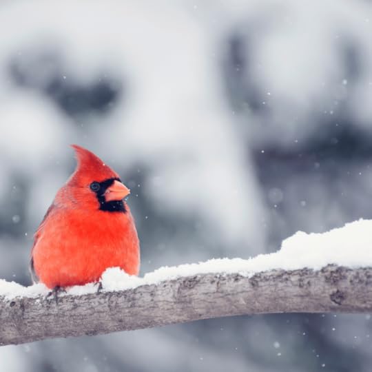 Tonight the Winter Solstice begins, marking the longest night of the year. It's a night that people, for centuries, have celebrated with hope in their hearts that spring will come sooner rather than later. And, to celebrate, we're making pot pies!