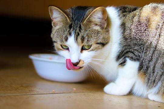 cat-eating-bowl