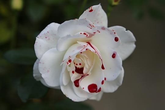 The Kingdom of God Is Voice Activated — Let Us Stop Opposing Ourselves With Our Ignorance of God’s character