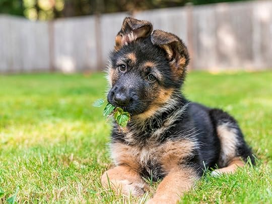 german shepherd puppy