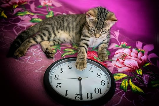 cat-new-year