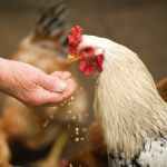 person feeding white chicken outdoor