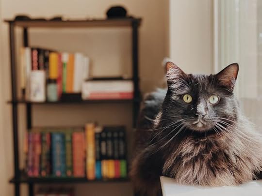 cat-bookshelf